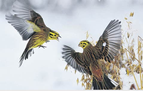 091024clZshofyellowhammers