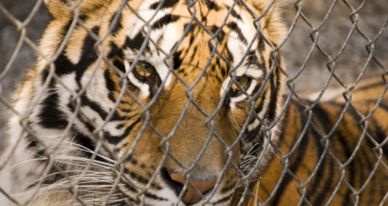 tiger in a cage