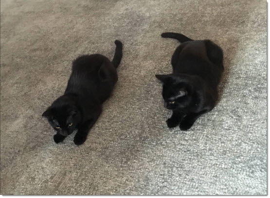kevin rudd cats