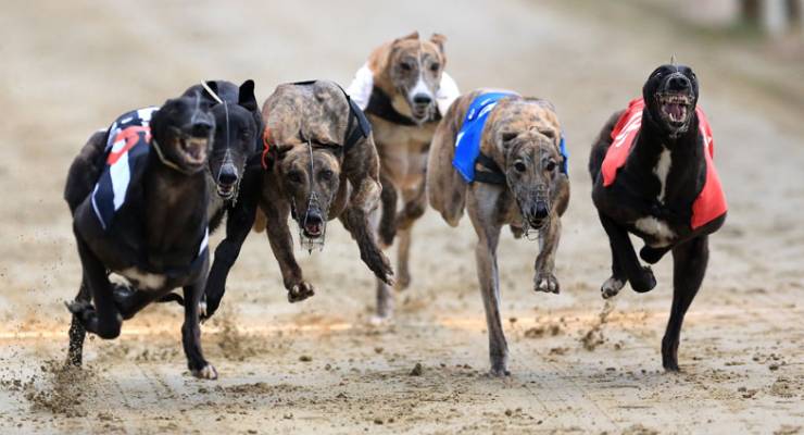 Racing greyhounds