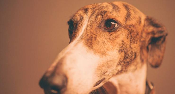 Greyhound