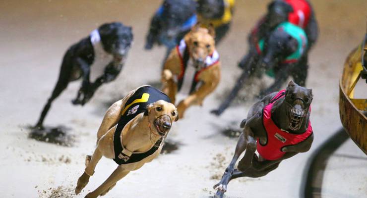 Greyhound racing