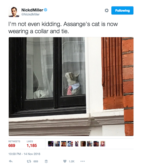 assangecat3