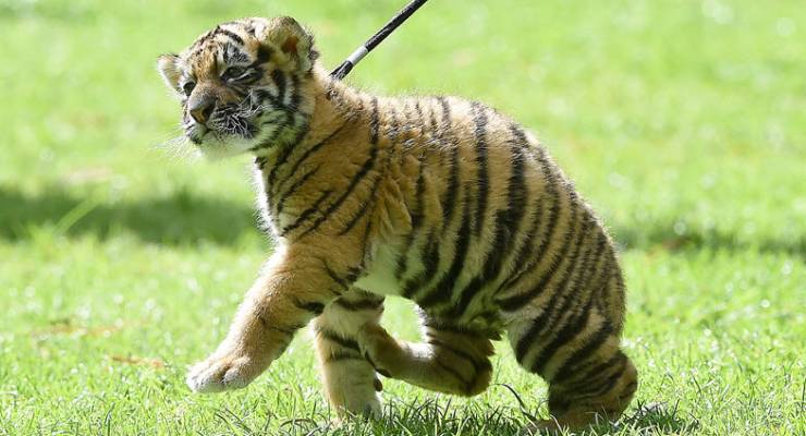 ASIC toothless tiger