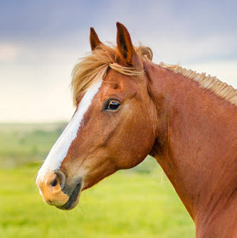 Brave Smash — A horse