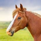 Brave Smash — A horse