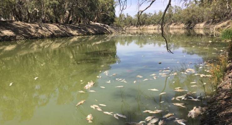 Murray Darling fish kill