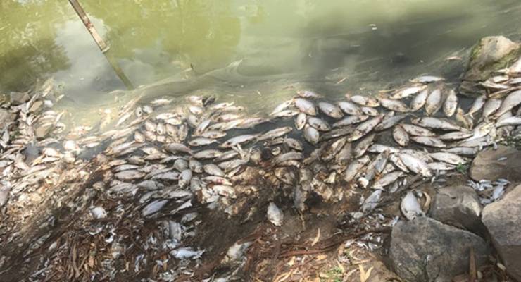 Murray-Darling irrigators