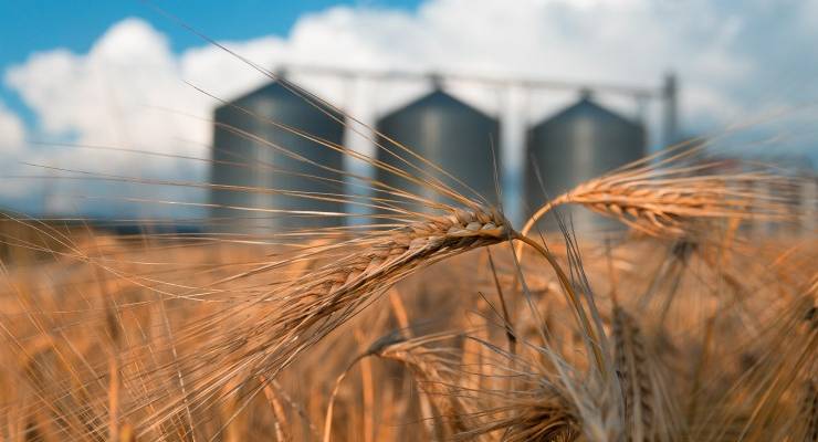 wheat farm food scarcity