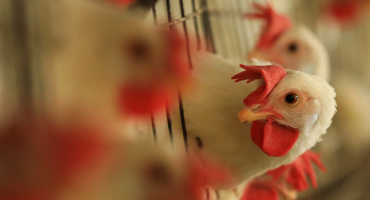 chicken farm supply chain omicron