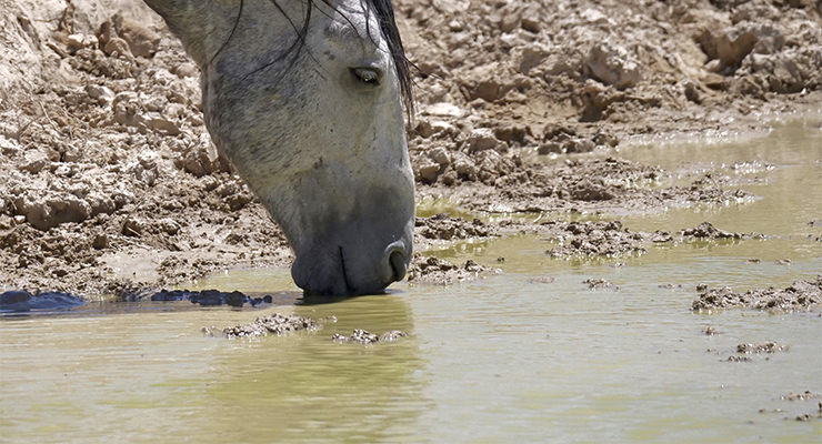 A wild horse drinks from a watering hole outside Salt Lake City. affected by harsh drought conditions (Image: AAP/AP Photo/Rick Bowmer)