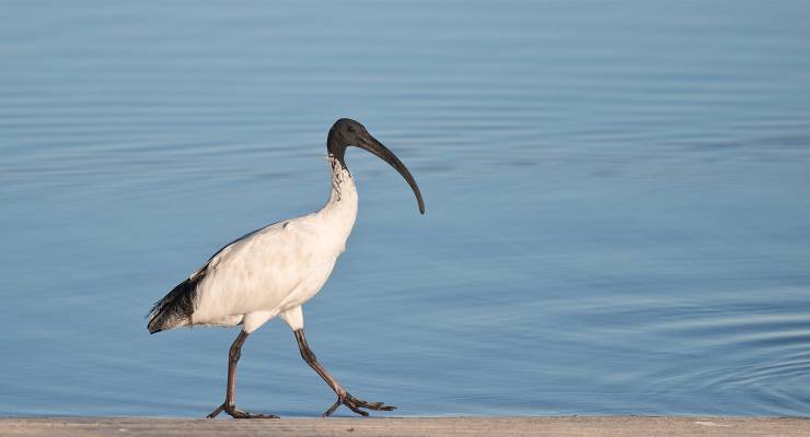 Ibis (Image: Adobe)