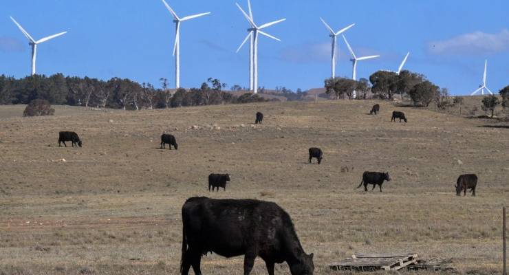 Cows on a windfarm