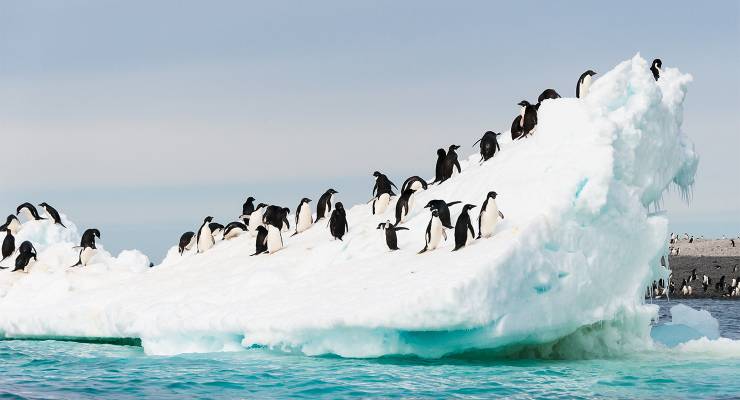 Adelie penguins colony on the iceberg Antarctica