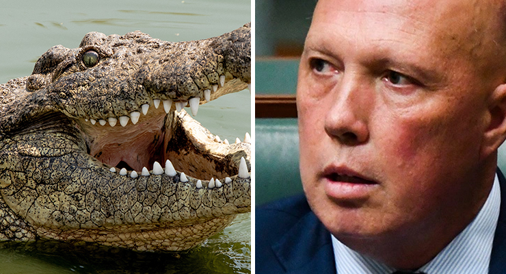 A creature of the wild and a crocodile (Images: AAP/Adobe)