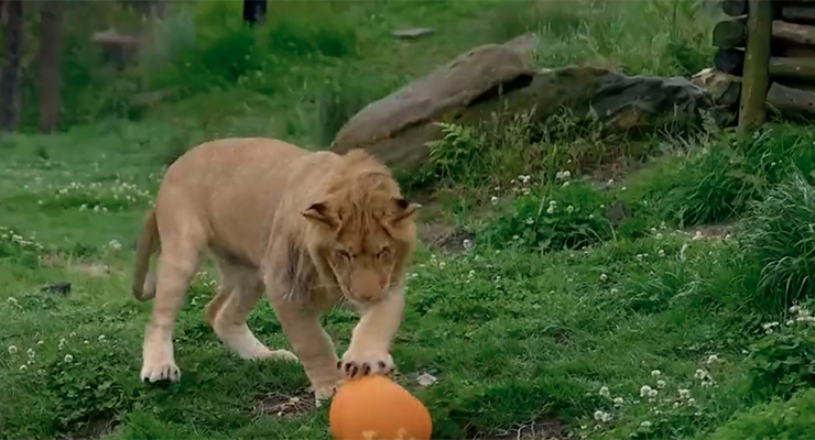 One of the lions from the Taronga Zoo (Image: Sunrise)