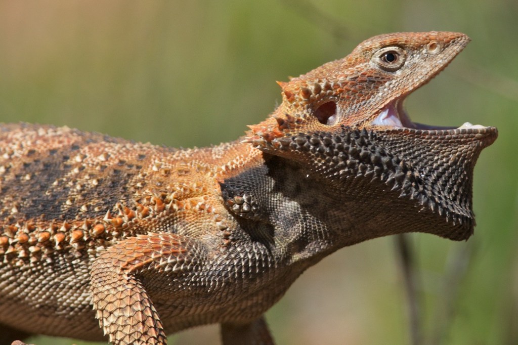 Central Bearded Dragon - aggressive posture