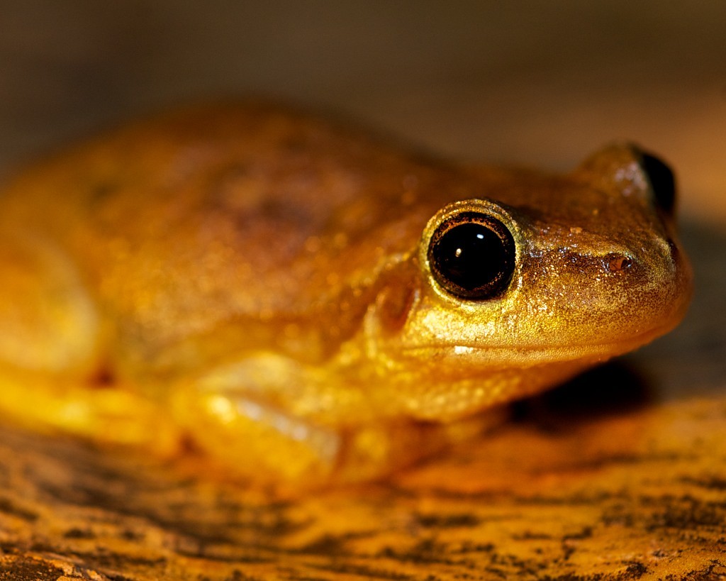 Centralian Tree Frog Litoria gilleni