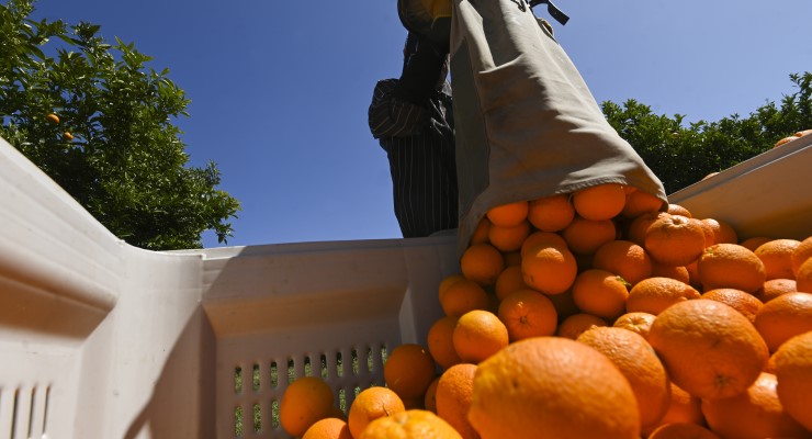 An orange orchard near Leeton NSW