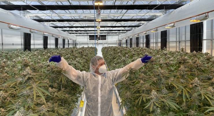 A cannabis growing facility near Armidale, NSW