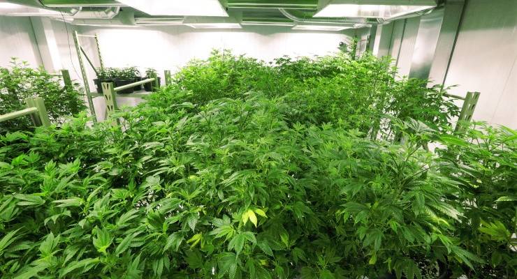 A medical cannabis cultivation centre in the US state of Illinois