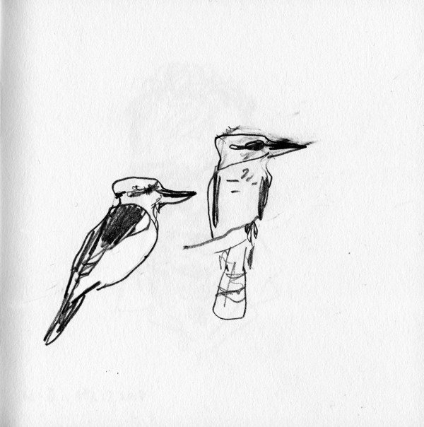 kookaburras5