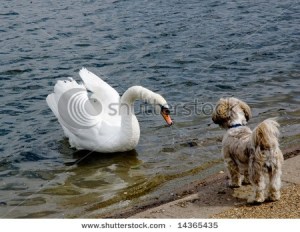 stock-photo-swan-meets-puppy-hyde-park-london-14365435 stock-photo-swan-meets-puppy-hyde-park-london-14365435