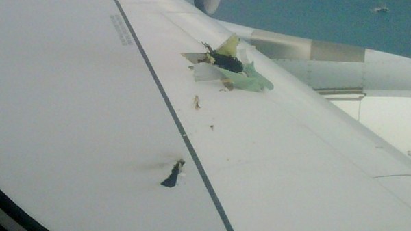 wing detail A closer look at secondary wing 'punctures'