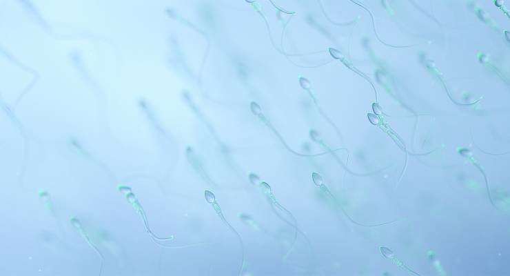 3D-rendered illustration of human sperm (Image: Adobe)