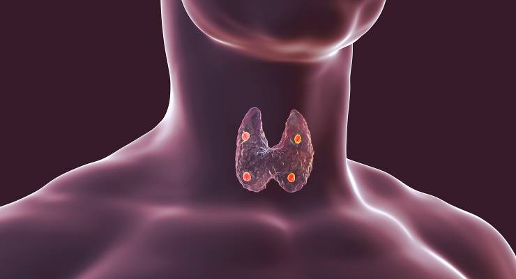 thyroid and parathyroid glands in human body