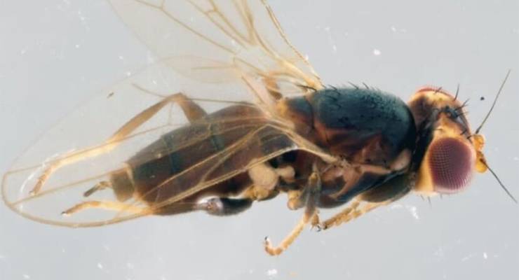 A close-up photograph of an undescribed species of fly in the genus Nemo (Image: Supplied/Keith Bayless)