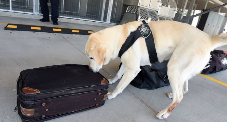 A sniffer dog gets to work in Brisbane (Image: AAP/Dan Peled)