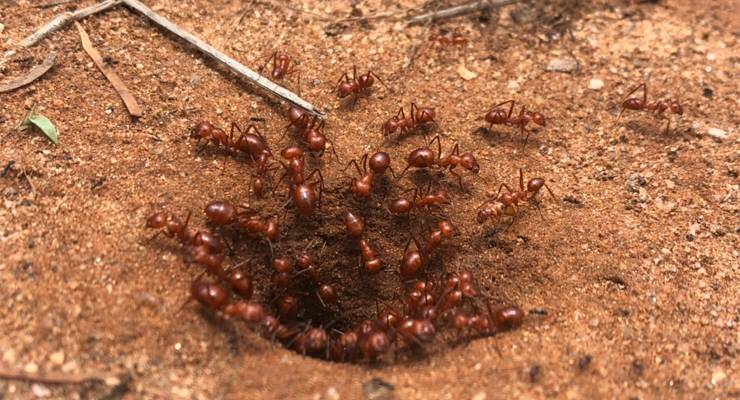 Active red honey ants come and go from the nest (Image: Supplied by Dr Cody Freas)