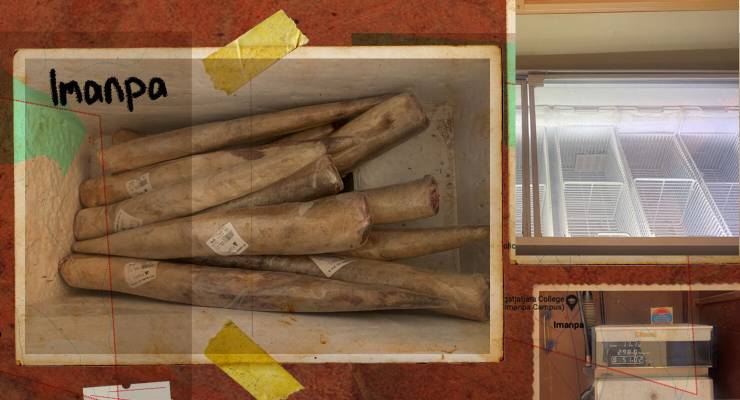 A selection of kangaroo tails (Image: Julia Bergin/Zennie/Private Media)