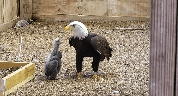 Murphy with the orphaned eaglet (Image: World Bird Sanctuary)