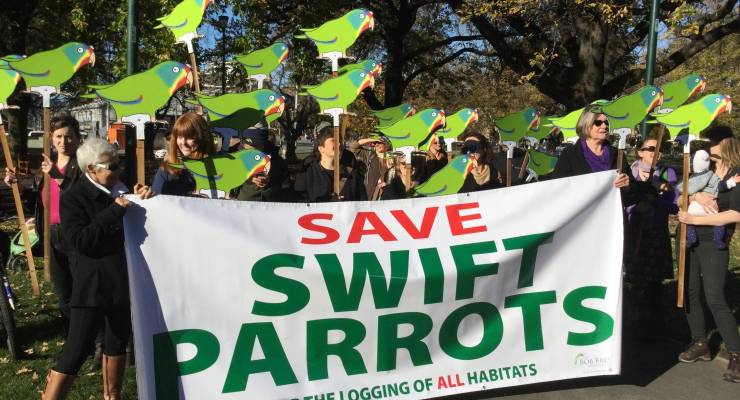 The fight for the critically endangered swift parrot has had a rare win (Image: AAP/Andrew Drummond)